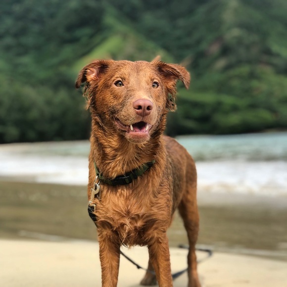 Meet your Posher, Kaua - Picture 3 of 8